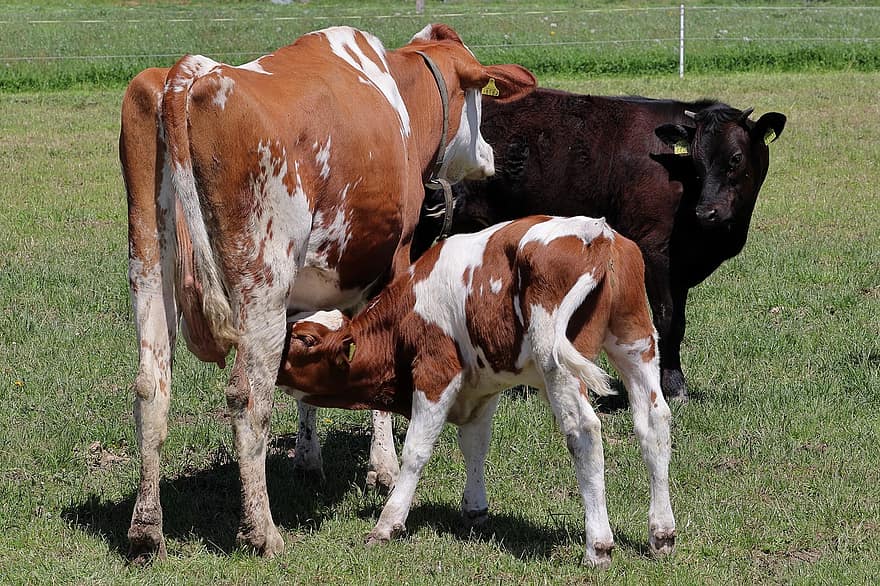 animali, ruminante, mucche, vitello, allattare, gruppo