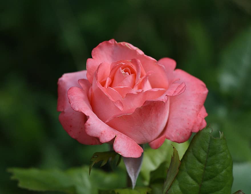 cor, verão, natureza, rosa, Flor rosa, rosa rosa, flores bonitas, flores da manhã, Rosa em um fundo verde, Rosa rosa em um fundo verde, jardim rosa