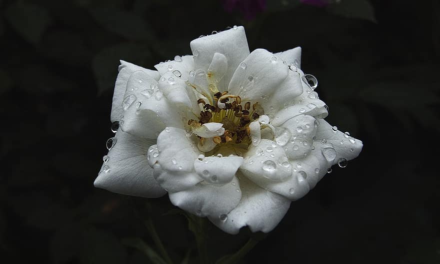 Trandafir, floare, rouă, umed, picături de rouă, picaturi de ploaie, floribunda, floare albă, petale, a inflori, frunze