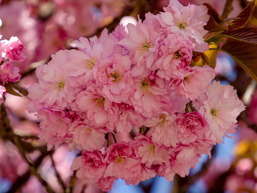 Sakura, arbre, fleur, fermer, grappe, floraison, plein, joufflu, rose, dense, ville