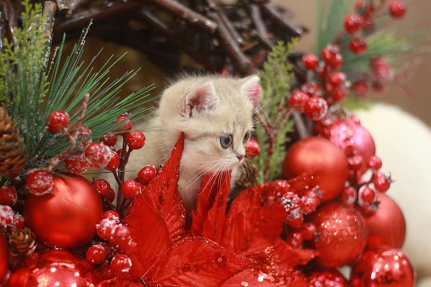 pisică, animal de companie, pisoi, felin, animal, Crăciun, blană, motive de crăciun, Kitty, intern, pisica domestica