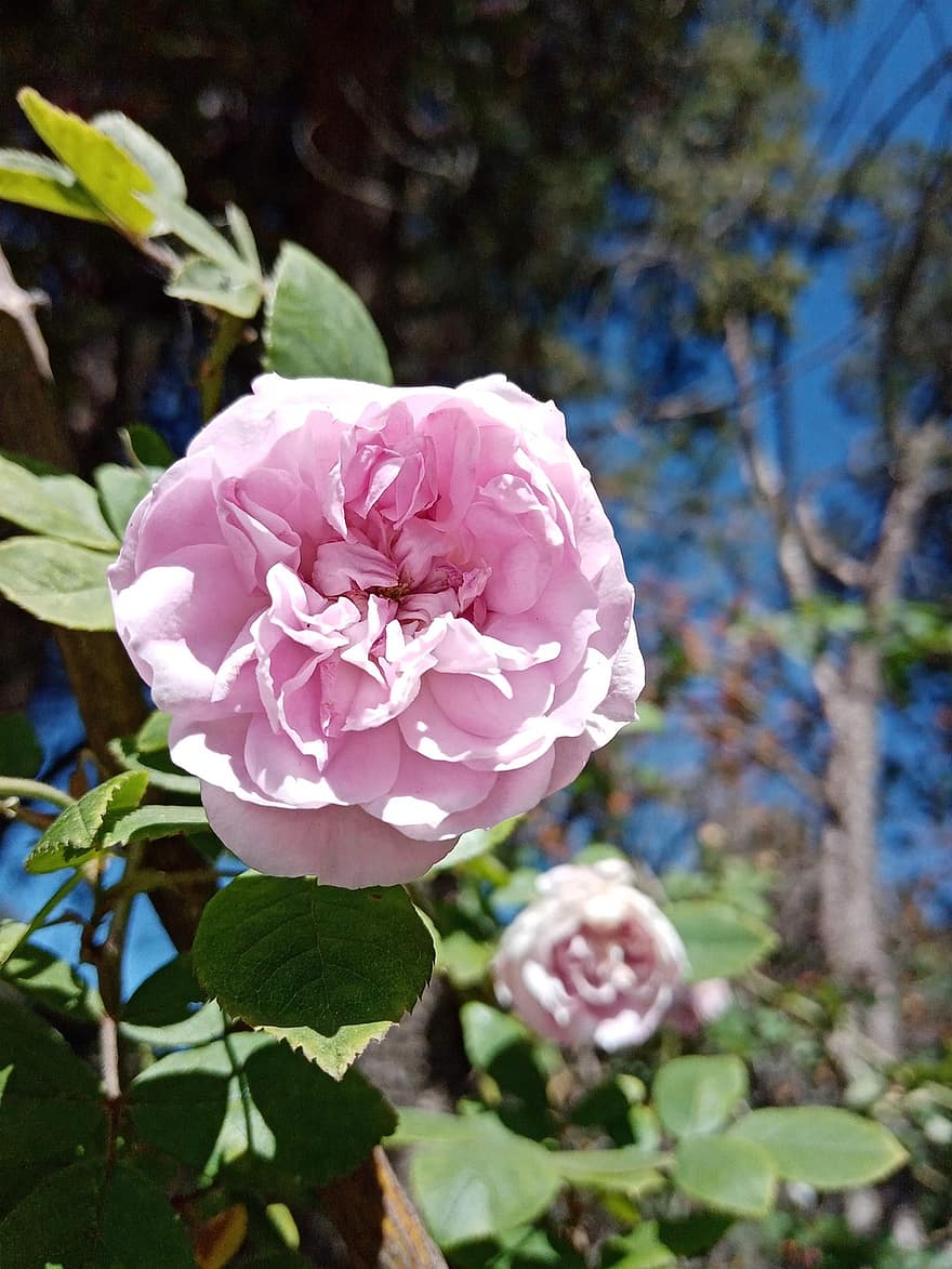 Rosa, flor, planta, Rosa rosada, flor rosa, pétalos, floración, flora, jardín, naturaleza, de cerca