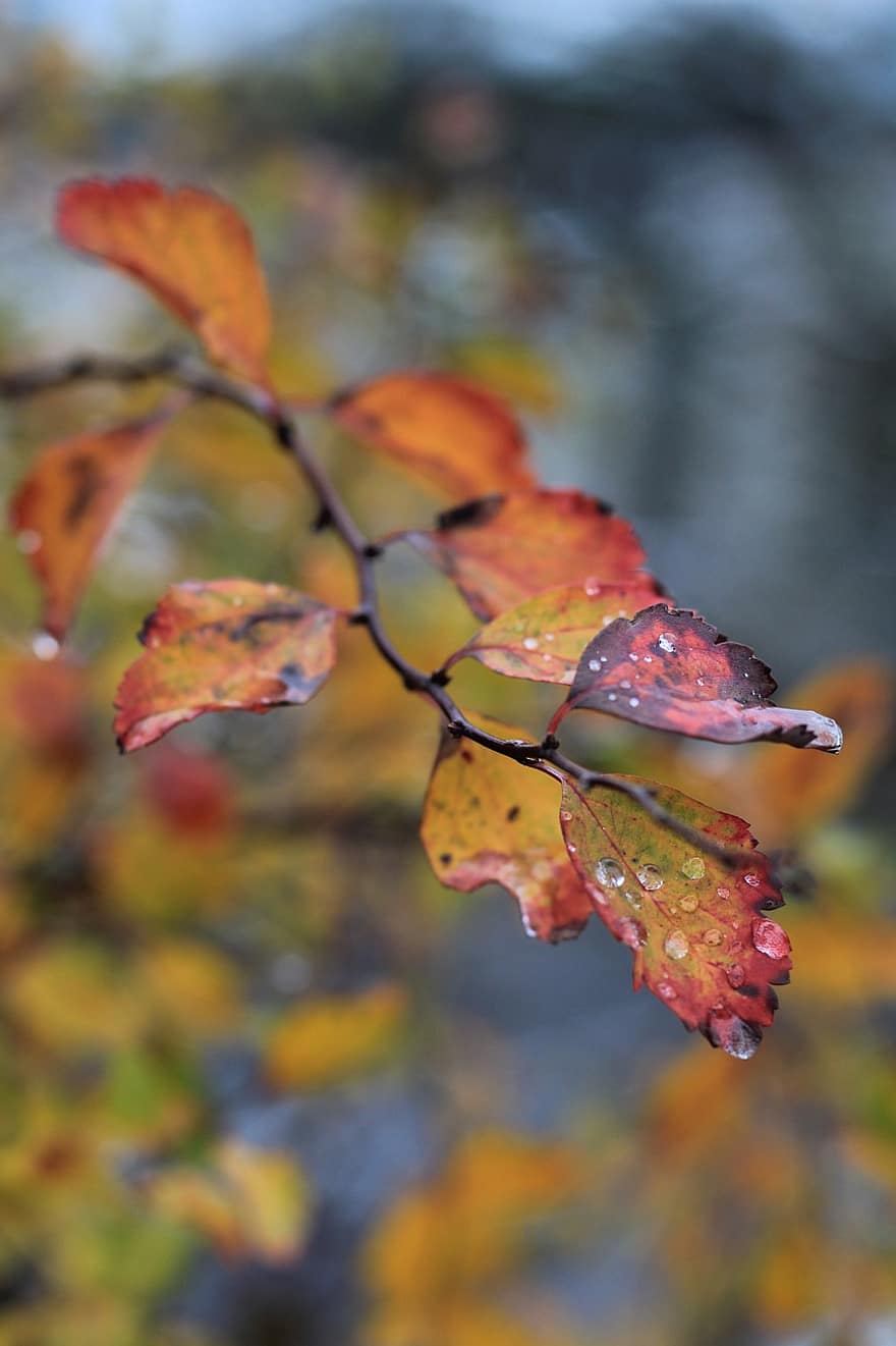 листя, роса, дощ, краплі, краплі води, осінь, осінні кольори
