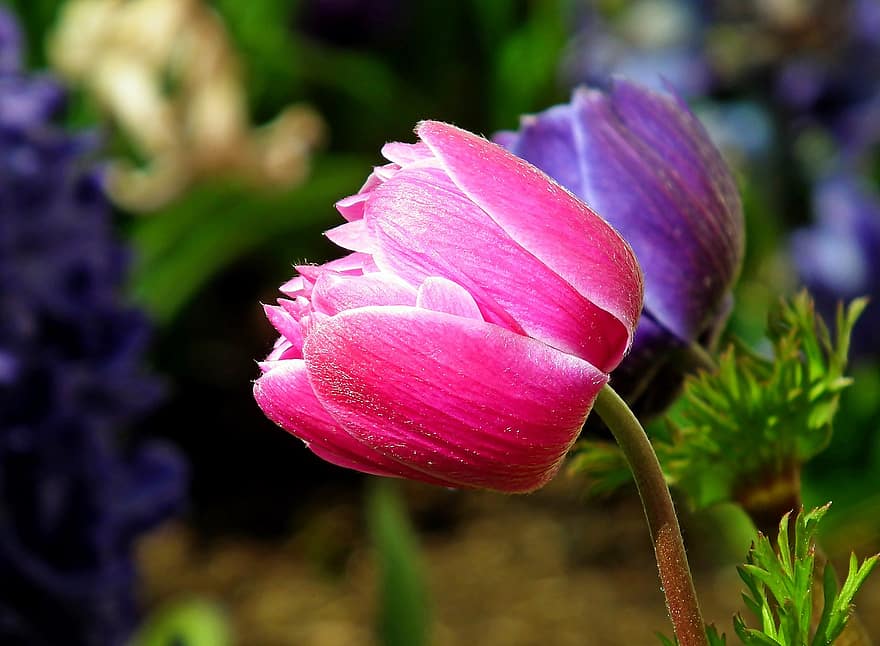 Flowers, Poppy Anemone, Bloom, Blossom, Botany, Spring, Seasonal, Garden, flower, plant, close-up
