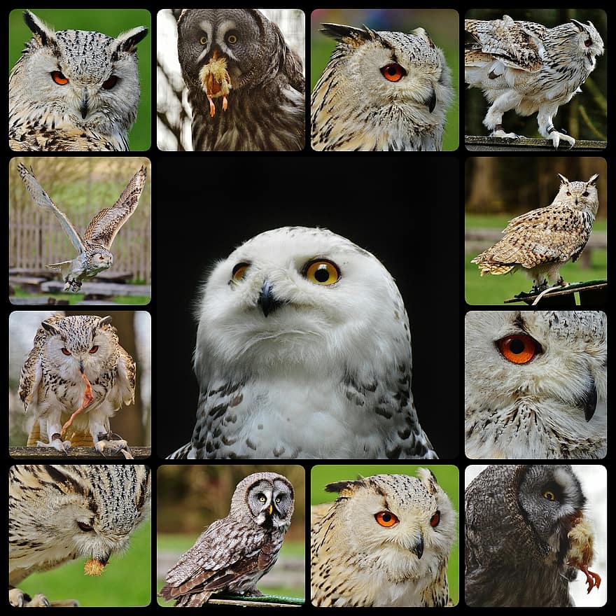 Owls, Snowy Owl Bubo Scandiacus, Collage, Bird, Feather, Eagle Owl, Animals, Wild Bird, Cute, Head, Bill