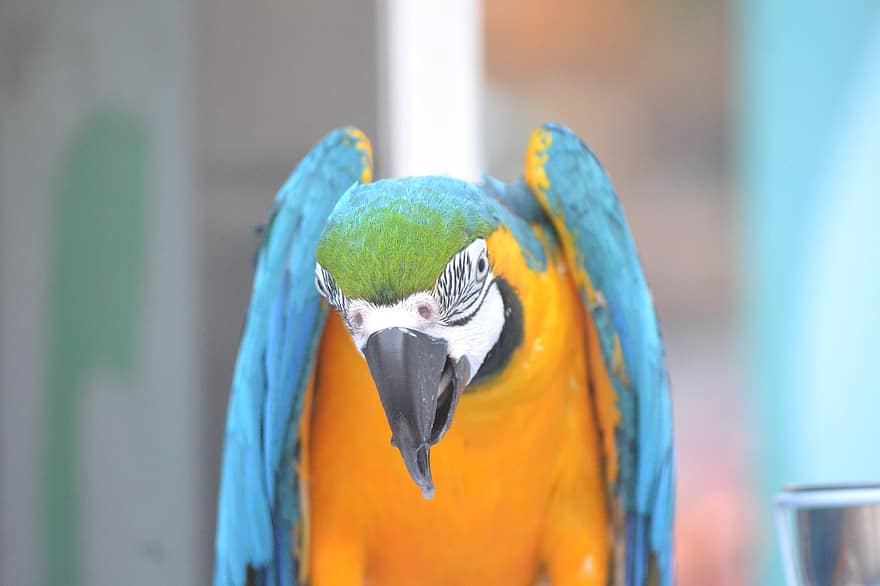 macaw, burung beo, burung, alam, penuh warna, eksotik, bulu burung, margasatwa, bulu, tropis, potret