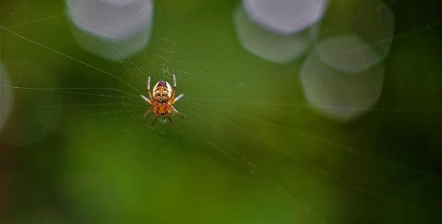 kis pók, pókháló, rovar, természet, kicsi, apró, állati világ, pókféle, bezár, hálózat, háló
