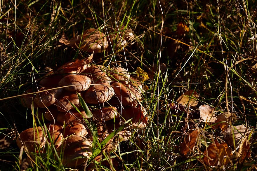 Mushrooms, Fungus, Toadstool, Forest, Grass, Autumn