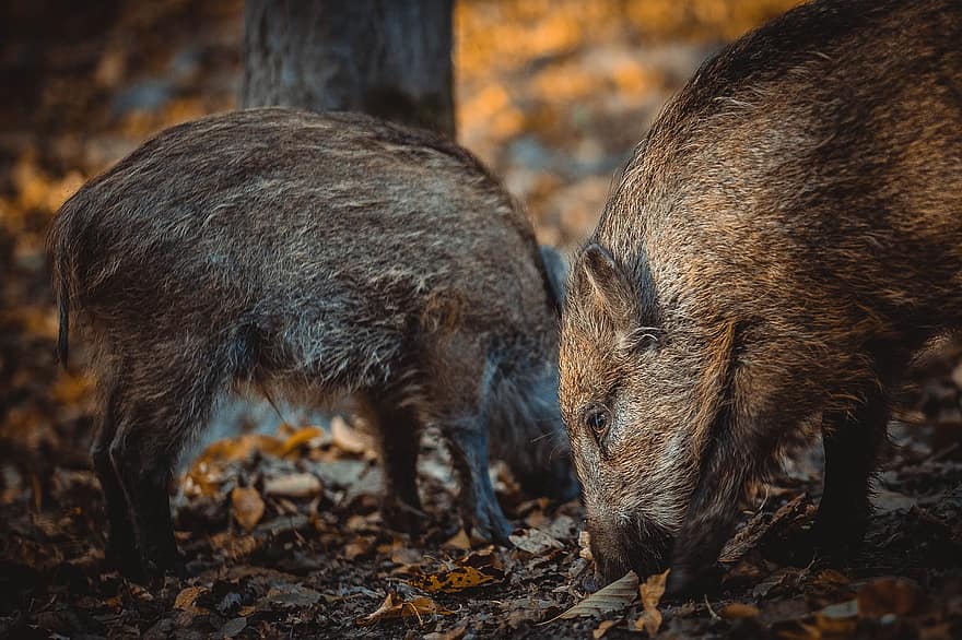 babi hutan, binatang, babi, anak babi, margasatwa, babi liar, binatang buas, musim gugur, alam, binatang di alam liar, hutan