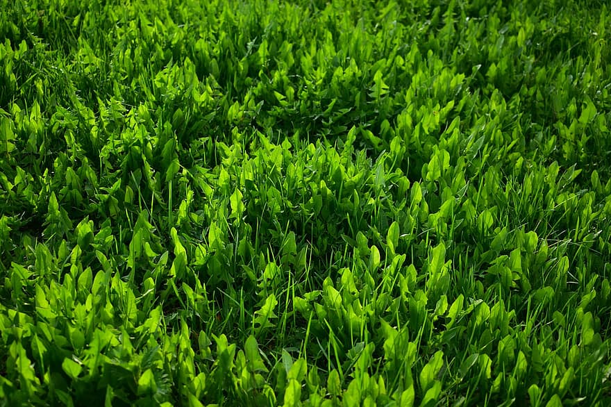 трава, растения, листва, природа, зеленого цвета, фоны, завод, свежесть, летом, рост, крупный план