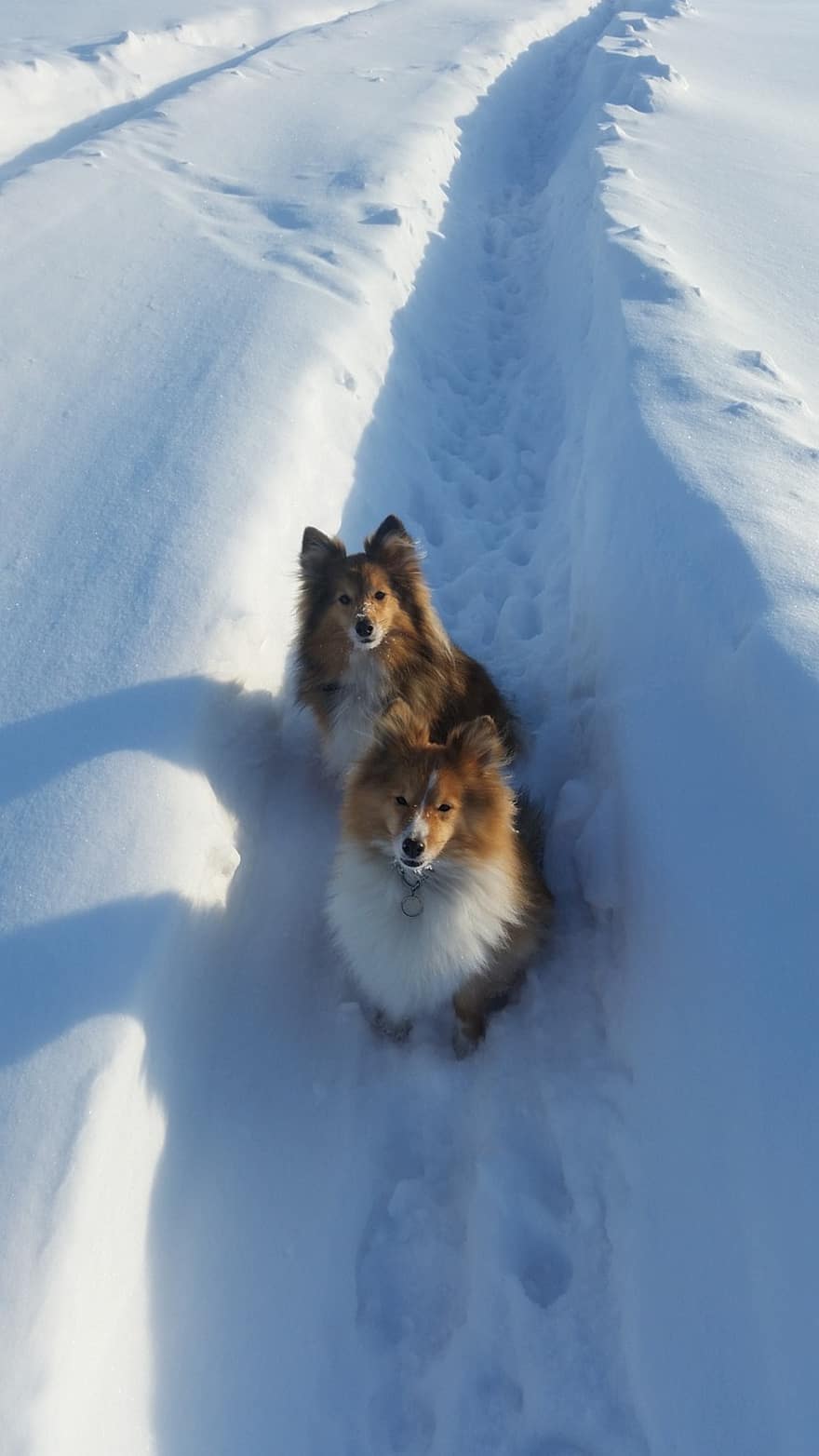หมา, Sheltie, หิมะ, ฤดูหนาว, ธรรมชาติ, สัตว์เลี้ยง, สุนัขสายพันธุ์แท้, น่ารัก, สุนัข, ลูกสุนัข, เล็ก