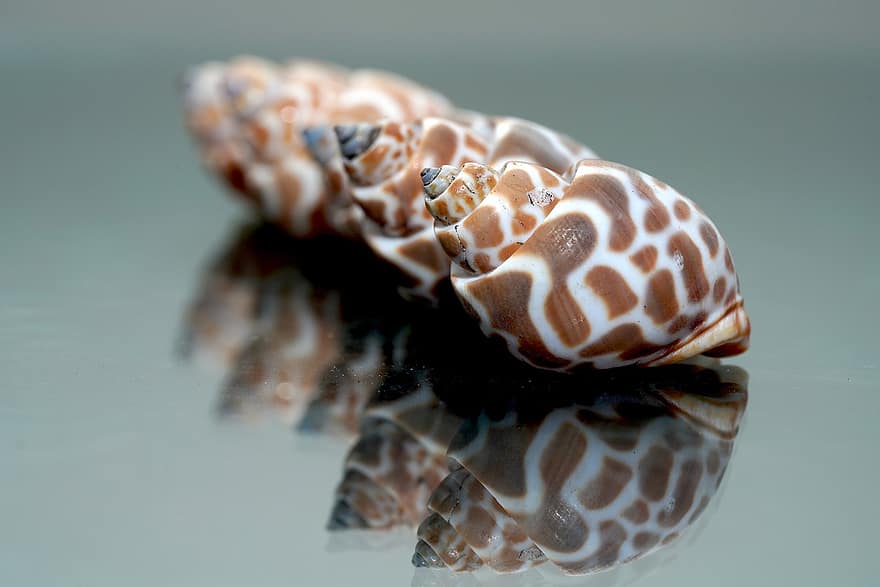 Shells, Babylonia Shell, Seashells, close-up, animal shell, macro, seashell, crustacean, mollusk, backgrounds, spiral