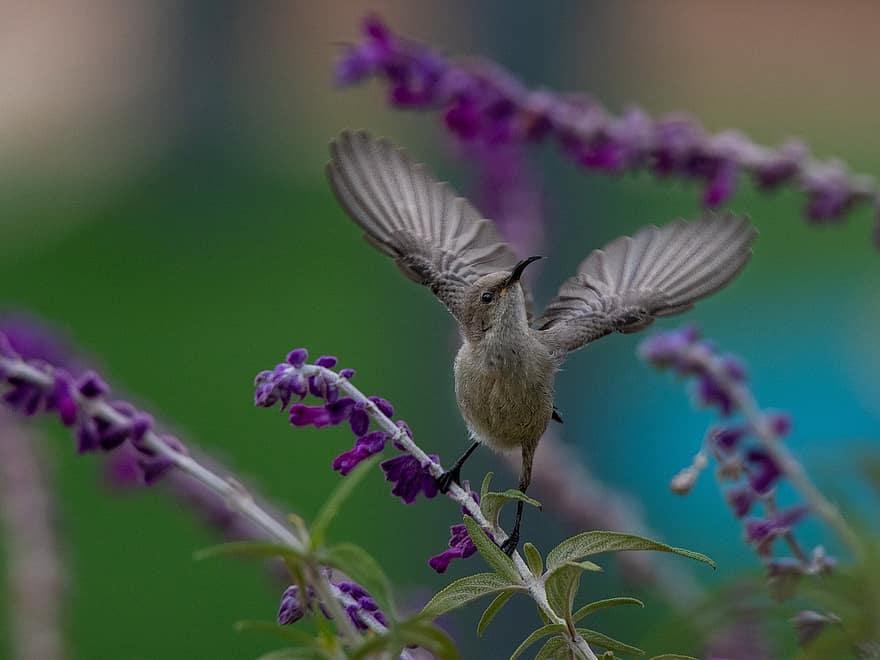 Sunbird, flycatcher โลกเก่า, ธรรมชาติ, นก, นกวิทยา