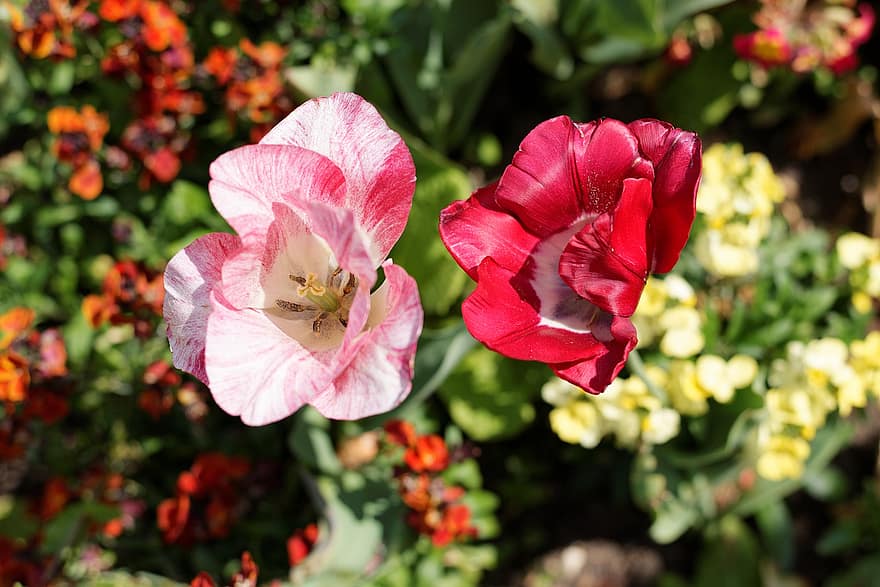 тюльпан, квіти, Рослина, пелюстки, цвітіння, червоний тюльпан, рожевий тюльпан, природи