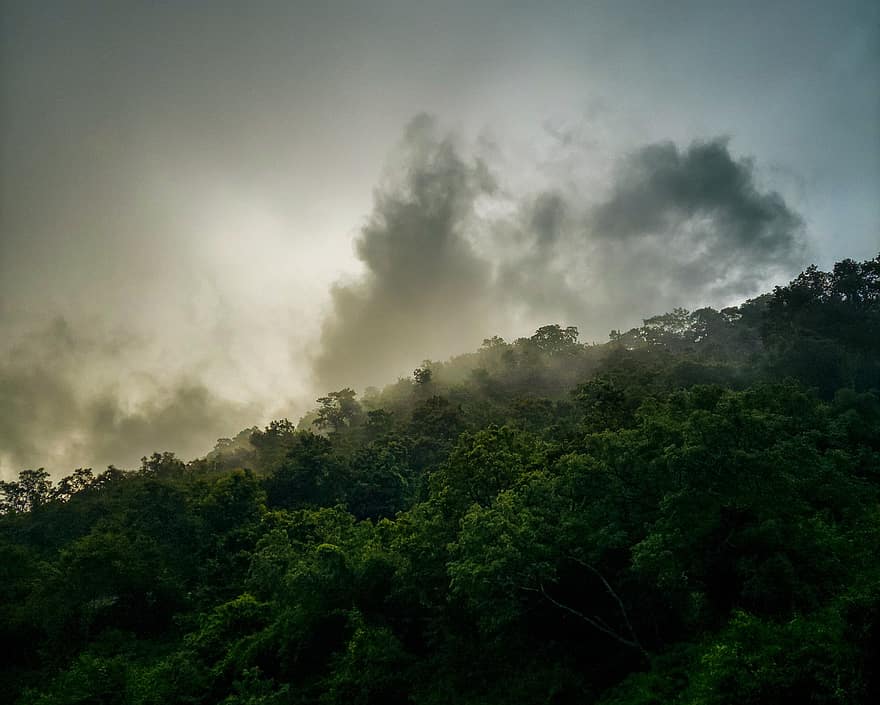 дървета, мъгла, гора, гори, дим, разсъмване, заобикаляща среда, мараня, идиличен, мъглявина, тъмен