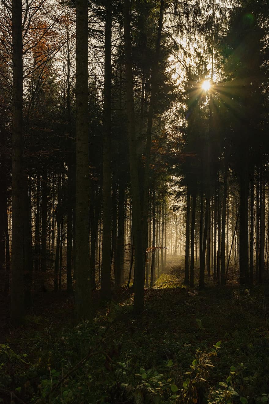 rừng, ánh sáng mặt trời, hình bóng, phong cảnh, sương mù, cây, gỗ, rừng cây