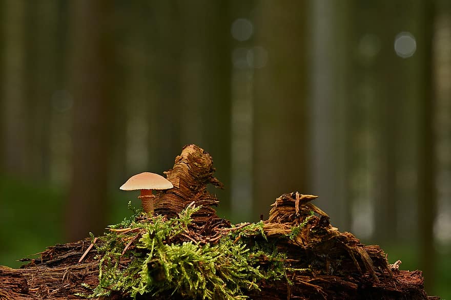 гриб, мох, лес, грибок, корень, деревянный пол, природа, крупный план, завод, осень, рост