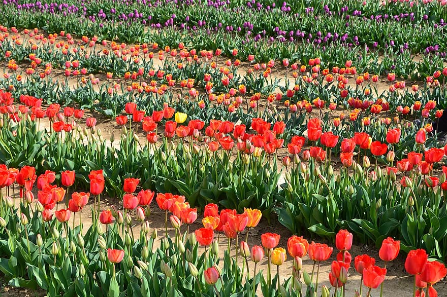 Hoa tulip, những bông hoa, cánh đồng, cánh hoa, hoa, những bông hoa mùa xuân, hoa tulip, bông hoa, cây, mùa xuân, nhiều màu