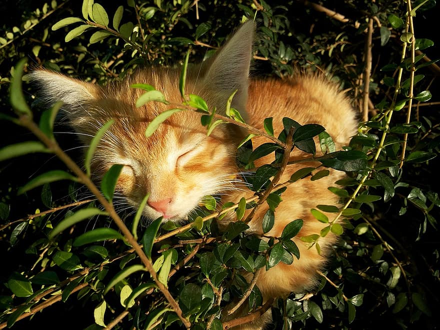 pequeño, gatito, duerme, arbusto, gato pelirrojo, mascotas
