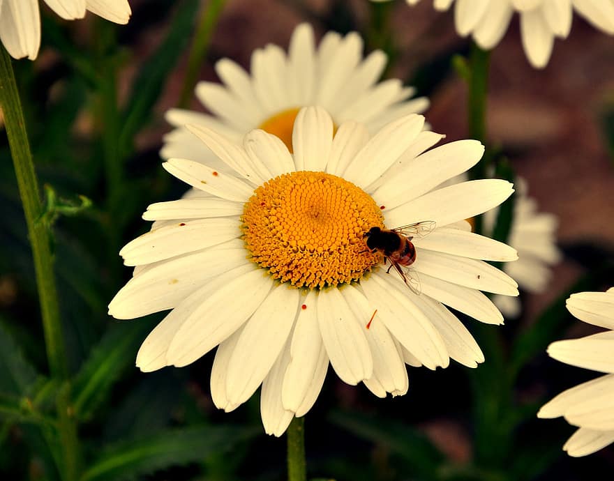 pszczoła miodna, pszczoła, kwiat, stokrotka, owad, biały kwiat, roślina, Natura