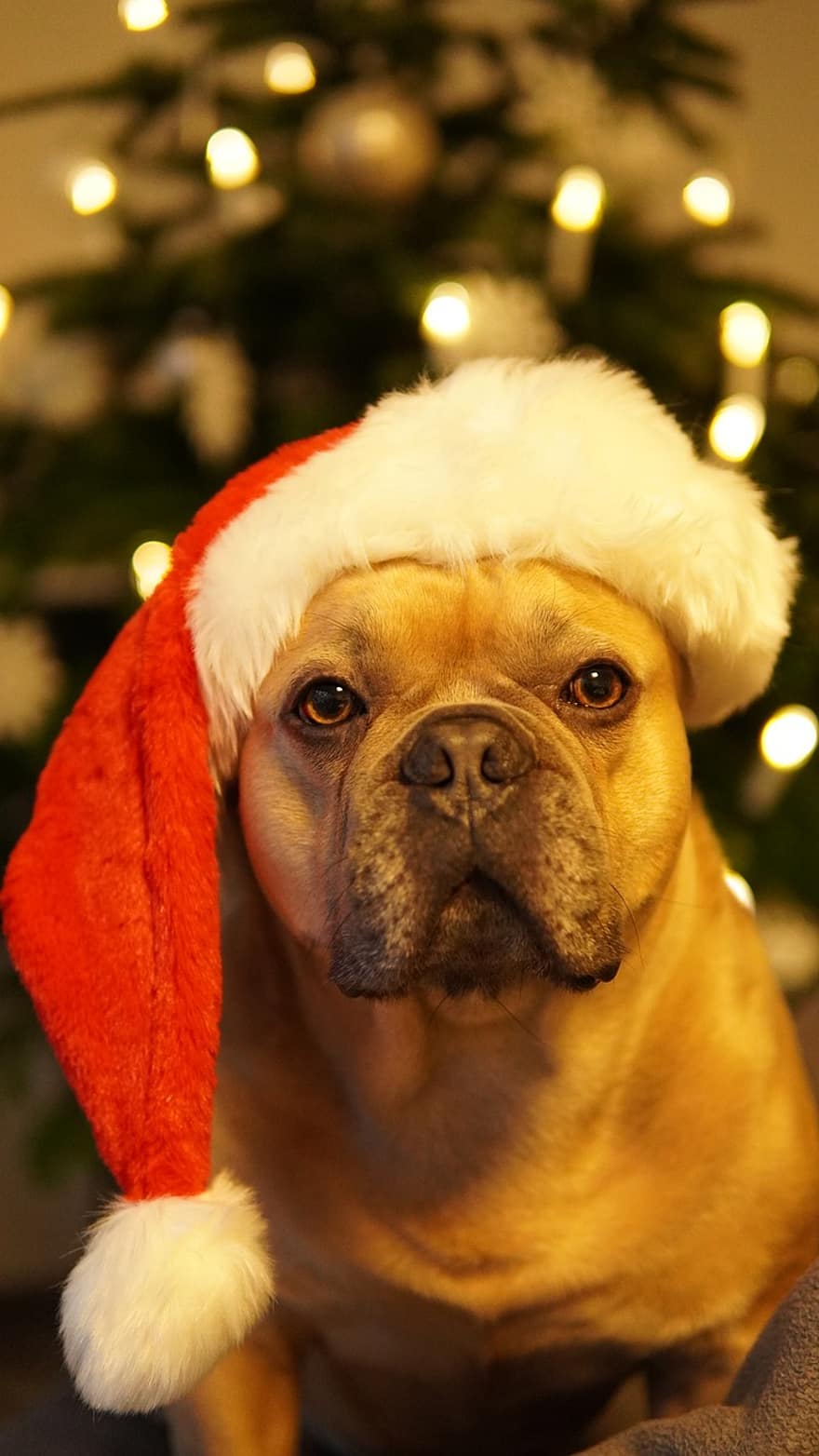 cão, Natal, feliz feriado, cartão de Natal, festa de Natal, Bulldog francês, fofa, Gorro do Papai Noel, árvore de abeto
