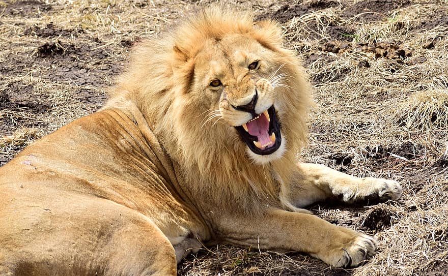 løve, dyr, manke, pattedyr, rovdyr, dyreliv, safari, Zoo, dyreliv fotografering, ødemark, tæt på