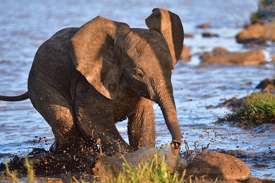 Słoń afrykański, słoń, rzeka, zwierzę, Kenia, Afryka, dzikiej przyrody, ssak, loxodonta africana, zwierzęta na wolności, zwierzęta safari