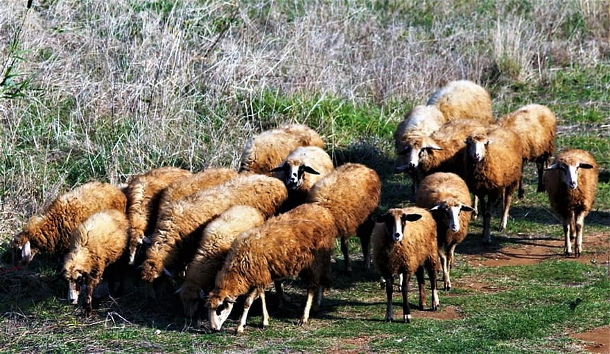 овца, пасти, животные, стадо, выгон, сельское хозяйство, шерсть, природа, пейзаж, Греция, Эпир