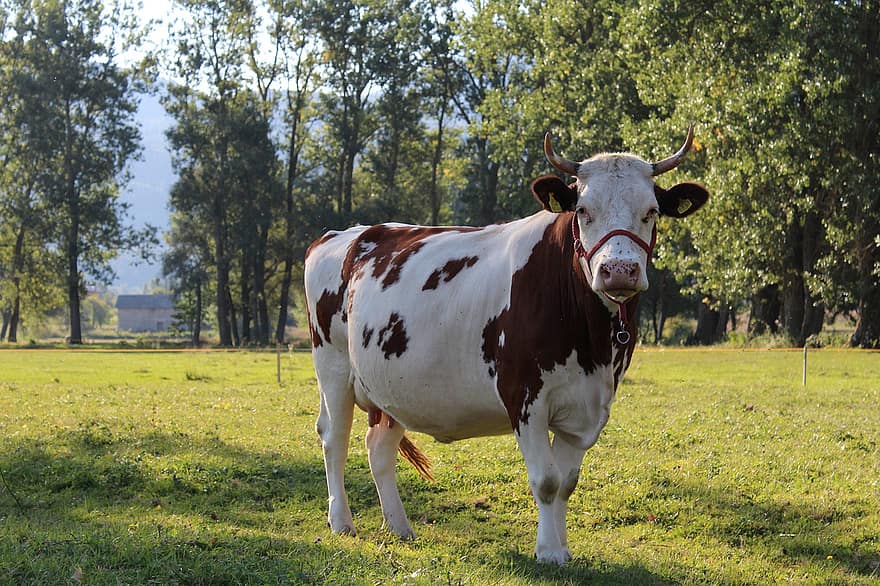 con bò, gia súc, sừng, chăn nuôi, nông trại, thú vật, Thiên nhiên, động vật có vú, nông nghiệp, nông thôn, thịt bò