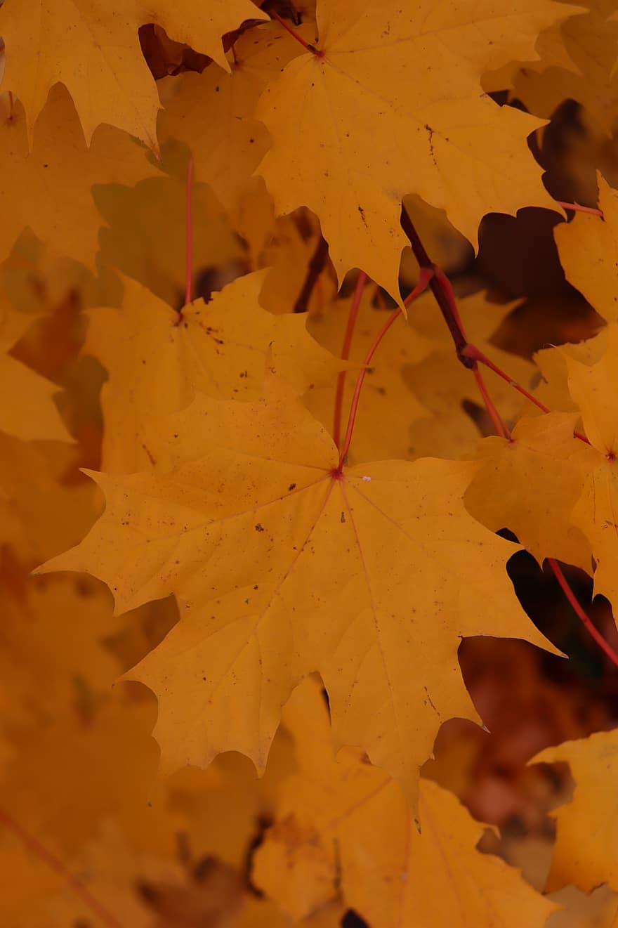 ahorn, efterår, blade, løv, efterårsblade, efterårsløv, efterår farver, efterårssæson, falde blade, falde farver, orange blade