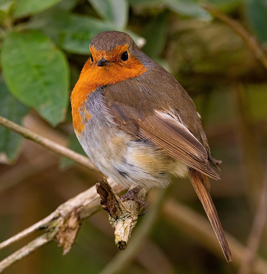 Robin, Bird, Branch, Perched, Animal, Robin Redbreast, Songbird, Wildlife, Feathers, Plumage, Beak