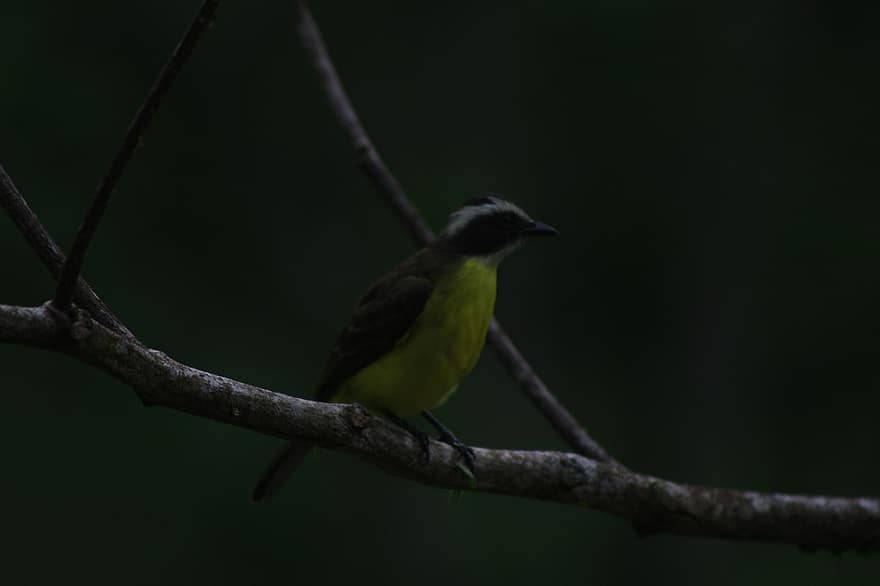 Bird, Ornithology, Birdwatching, Nature, Forest, Night, Amazon Forest