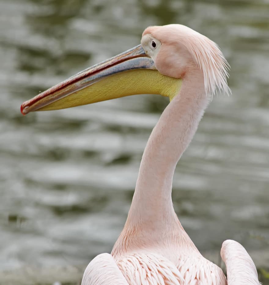 pelikan, ptak, dziób, rachunek, pióra, upierzenie, różowy pelikan, wodny ptak, zwierzę, dzikiej przyrody, Natura