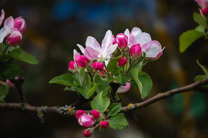 Ябълково дърво, цветя, ябълкови цветове, клон, разцвет, цвят, флора, природа, пружина