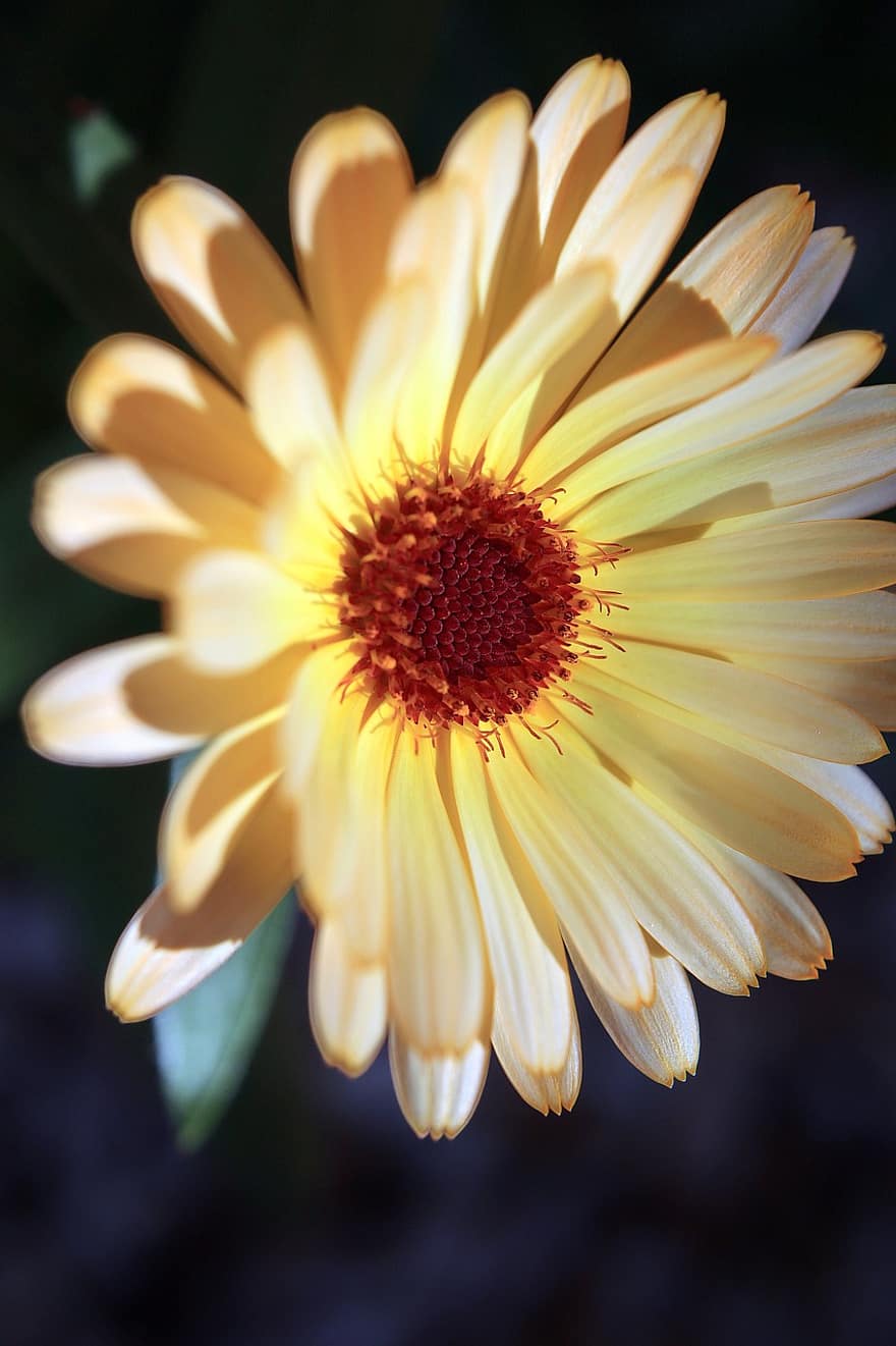 Marigold, Flower, Garden