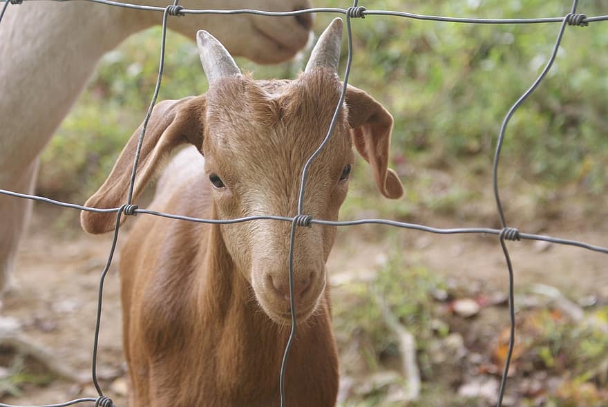 Goat, Baby, Horns, Mammal, Furry, Bovine, Barrier, Fence