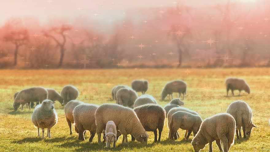 ovelha, rebanho, campo, pasto, lã