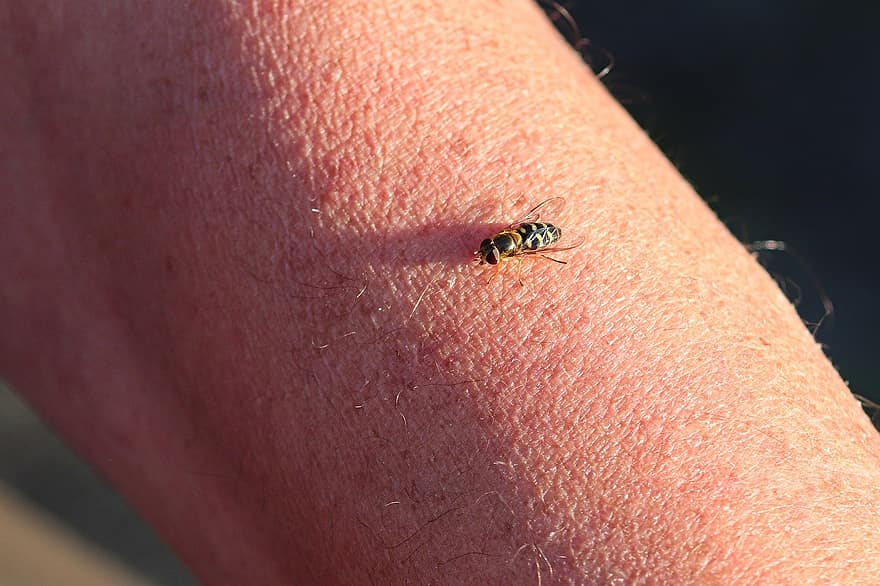 hover fly, a sta, pori, piele, sărac, insectă, a închide, macro, albină, vară, galben