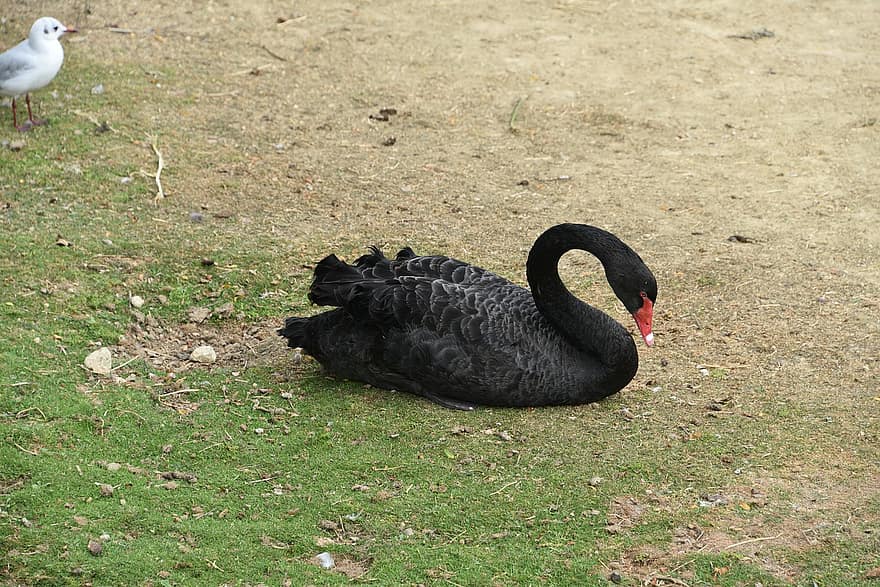Swan, Bird, Black Swan, Animal, Waterfowl, Water Bird, Plumage, Feathers, Beak, Animal World