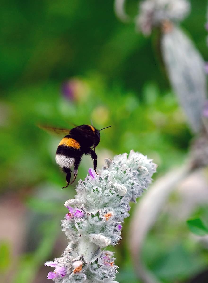 bumblebee, flor, polinização, entomologia, fechar-se, macro, natureza, jardim, inseto, abelha, verão