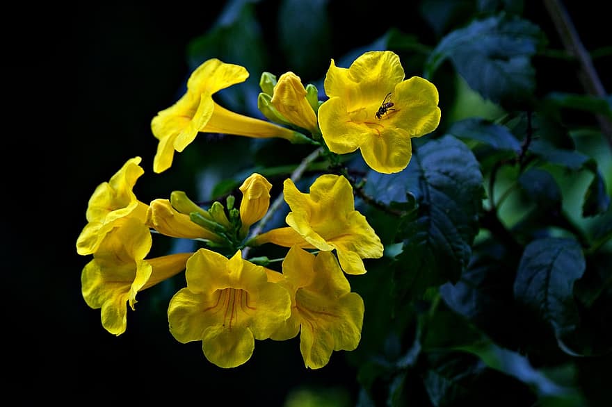 Geltonasis vyresnysis, geltonas trimitas, Geltoni varpai, tecoma stan, gėlės, geltonos gėlės, sodas, flora, geltona, lapai, augalų
