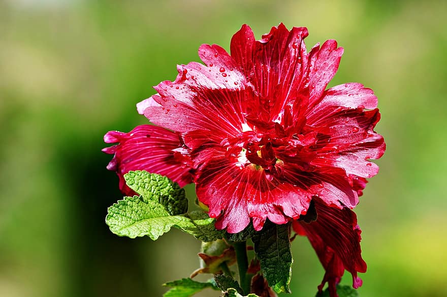flor roja, flora, naturaleza, dalia, flor, de cerca, planta, verano, pétalo, hoja, cabeza de flor