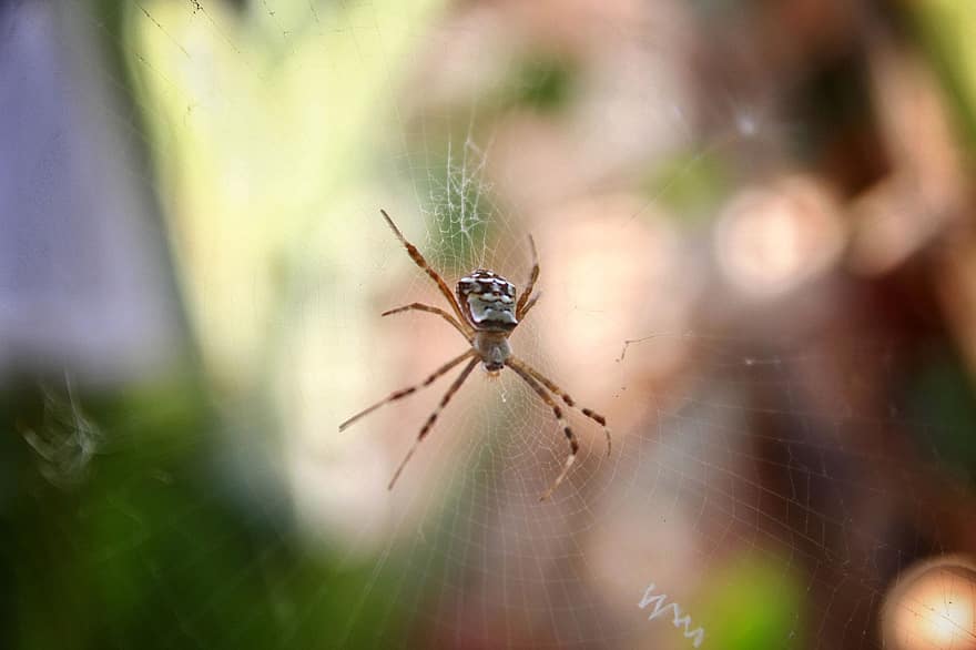 insekt, edderkopp, web, spindelvev, habitat