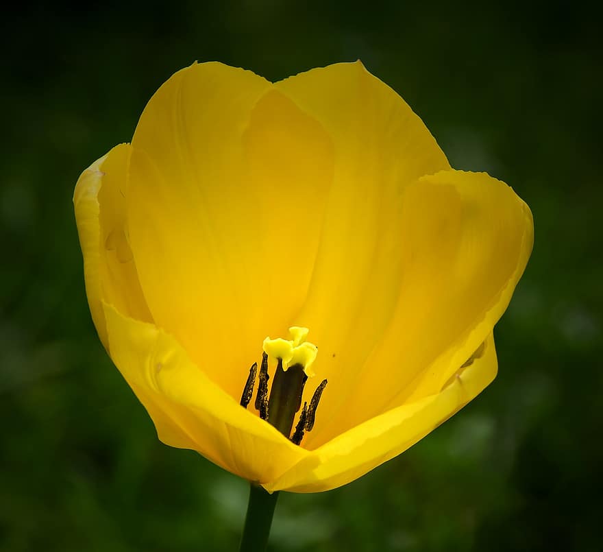 blomst, tulipan, gul blomst, gule tulipaner, kronblade, gule kronblade, flor, blomstre, flora, natur, tæt på