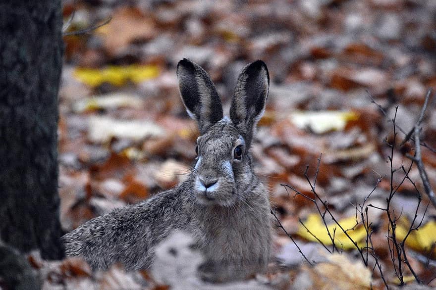 tavşan, uzun kulaklı, Tavşan kulakları, vahşi tavşan, çayır, vahşi, Paskalya Tavşanı, kürk, vahşi hayvan, memeli, hayvan