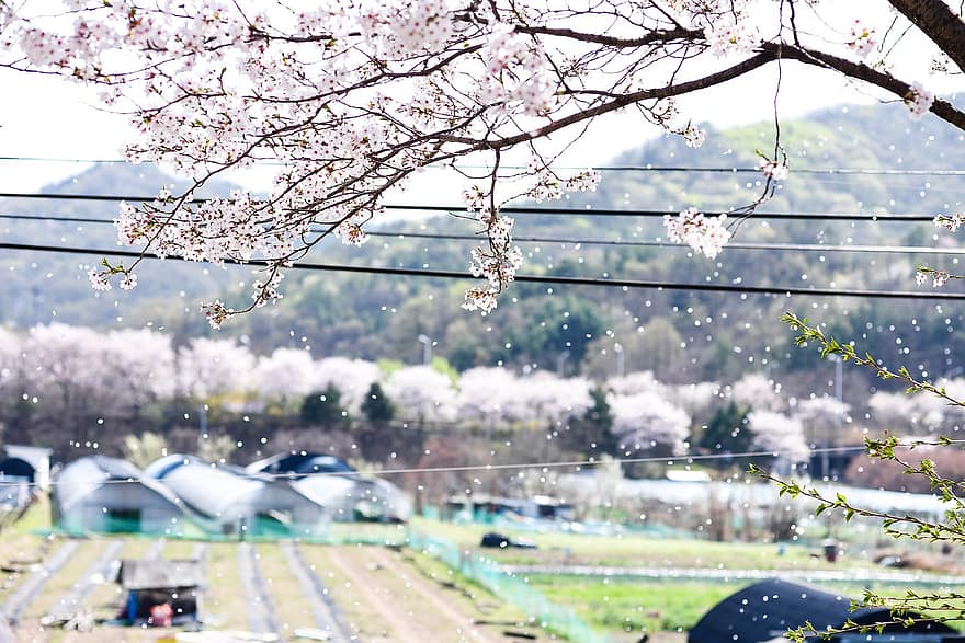 kirsebærblomster, blomst, korea, vår, april, sesong, årstid, tre, våren, friskhet, bakgrunn