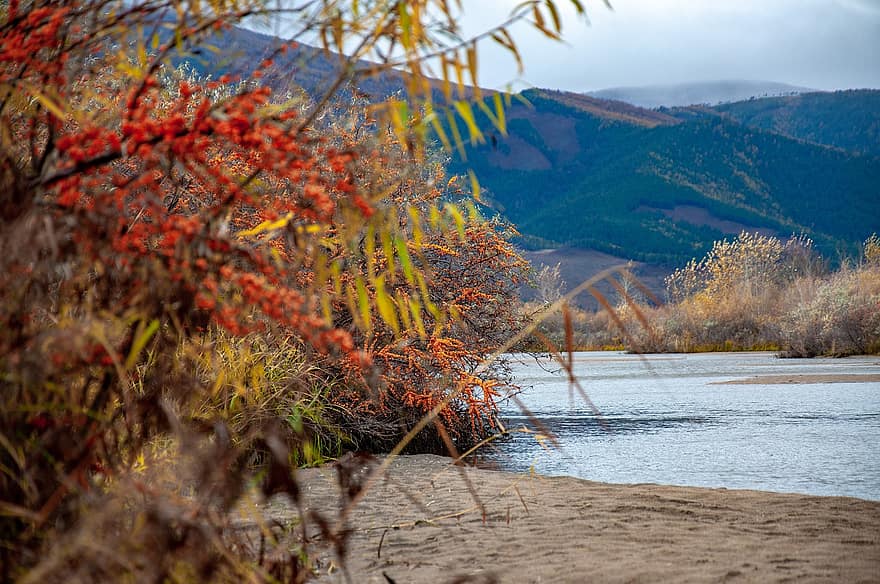 秋、自然、バイカル、シベリア、ブリヤート、風景、山岳、川、旅、木、森林