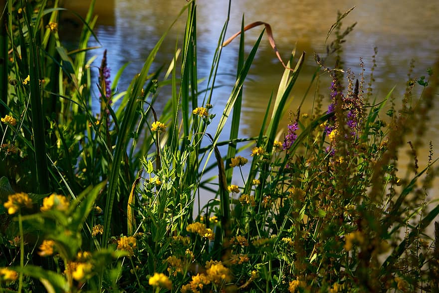 цветя, езеро, природа, вода, пейзаж, езерце, цвят
