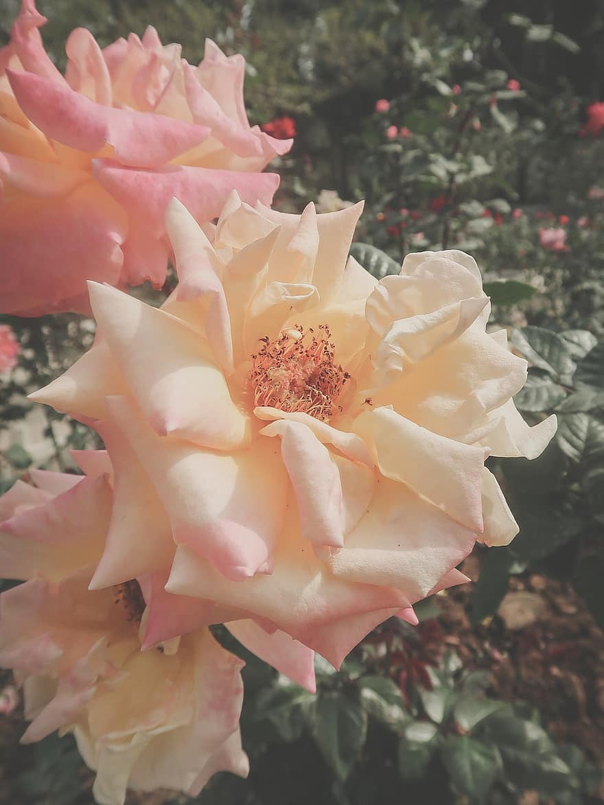 bunga, berwarna merah muda, mawar, mawar merah muda, bunga merah muda, kelopak merah muda, kelopak, kelopak mawar, berkembang, mekar, flora