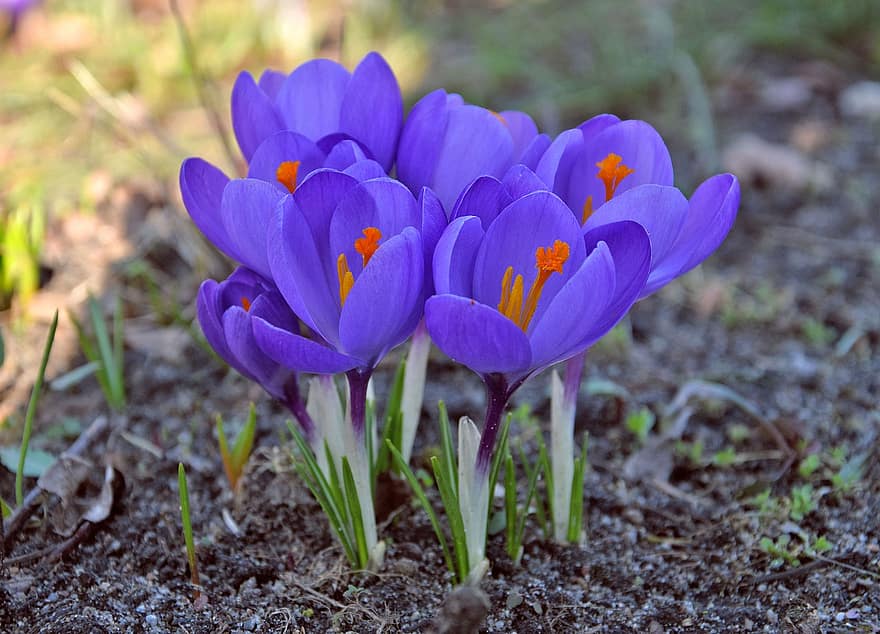 Flowers, Crocus, Bloom, Botany, Blossom, Plant, Nature, Petals, Growth, Early Bloomer, Spring
